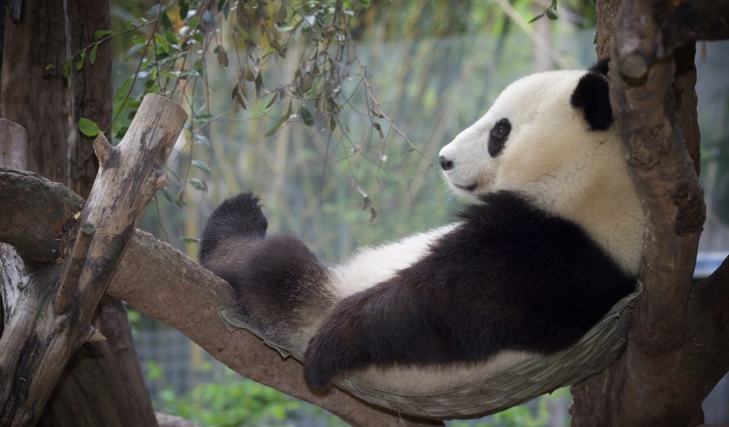 Обои дерево, панда, отдых, бамбуковый медведь, большая панда, tree, panda, stay, bamboo bear, the giant panda разрешение 2048x1365 Загрузить