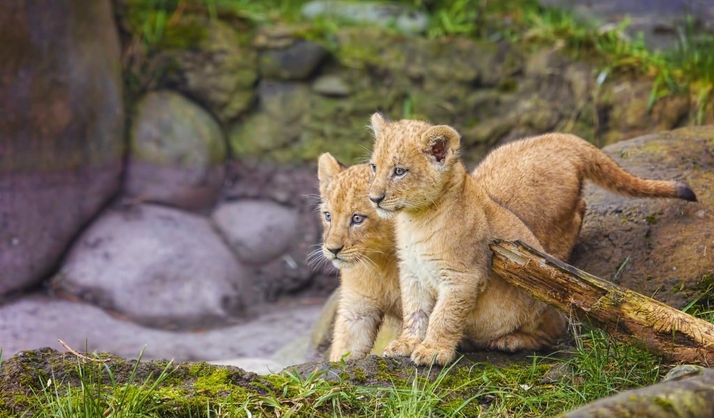 Обои трава, природа, камни, львы, малыши, львята, grass, nature, stones, lions, kids, the cubs разрешение 2048x1280 Загрузить