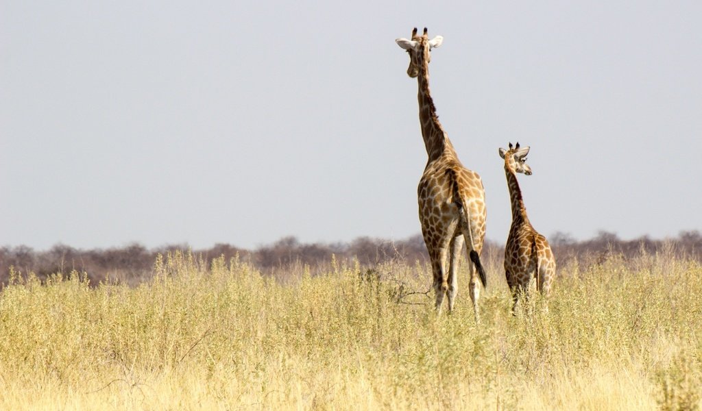 Обои солнце, африка, семья, жираф, дикая природа, жирафы, намибия, the sun, africa, family, giraffe, wildlife, giraffes, namibia разрешение 2048x1365 Загрузить