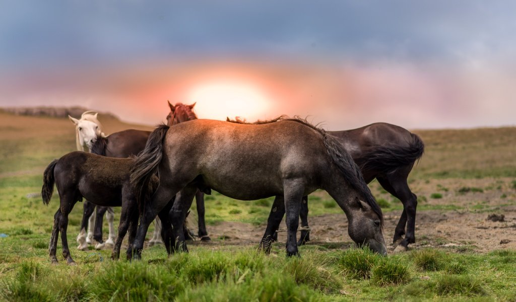 Обои небо, трава, природа, закат, лошади, кони, the sky, grass, nature, sunset, horse, horses разрешение 5999x3183 Загрузить