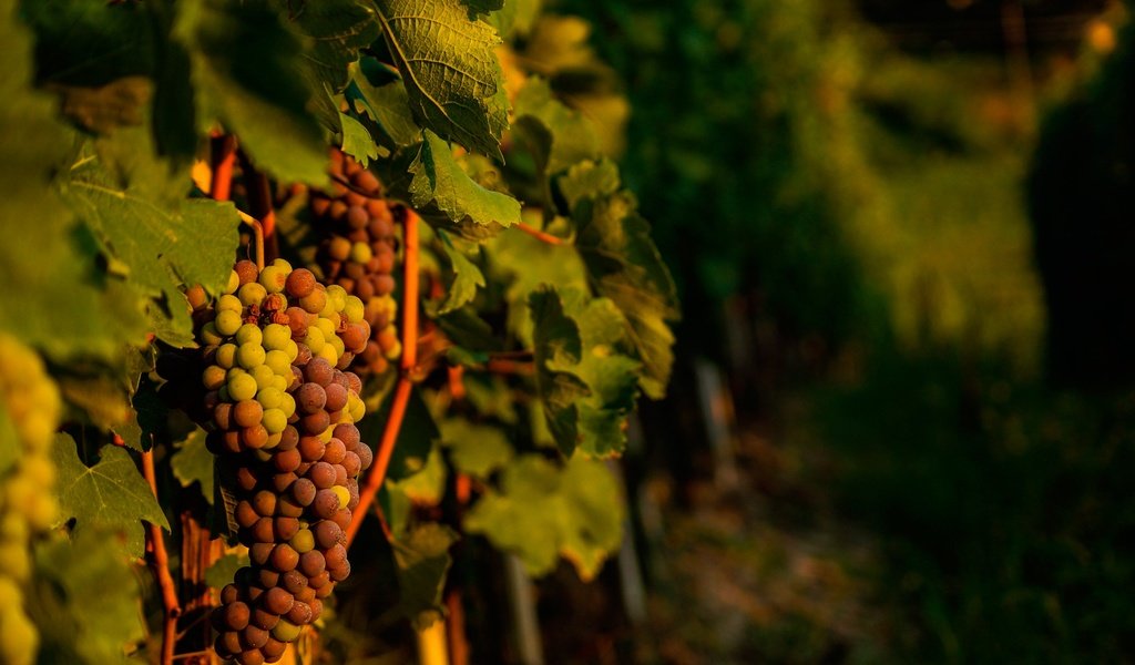 Обои листья, виноград, лоза, виноградная лоза, виноградник, leaves, grapes, vine, vineyard разрешение 2880x1914 Загрузить