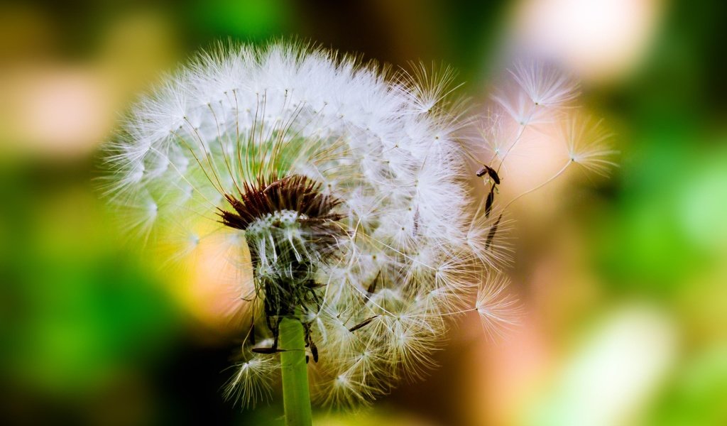 Обои цветок, одуванчик, семена, пух, пушинки, боке, былинки, flower, dandelion, seeds, fluff, fuzzes, bokeh, blade разрешение 3012x1940 Загрузить