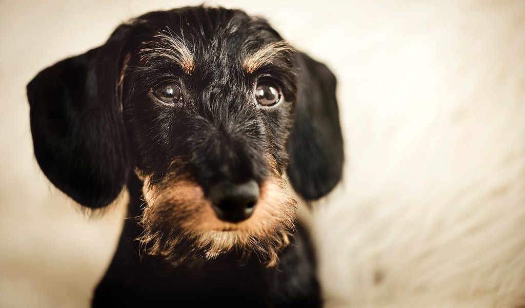 Обои мордочка, взгляд, собака, такса, жесткошерстная такса, muzzle, look, dog, dachshund, wire-haired dachshund разрешение 1920x1200 Загрузить