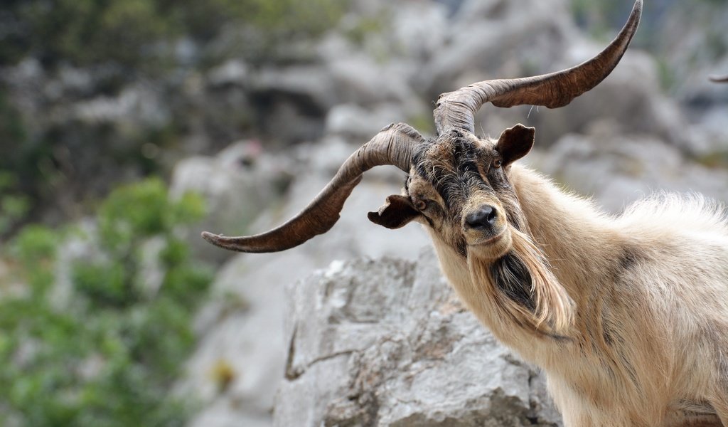 Обои морда, взгляд, коза, рога, козел, face, look, goat, horns разрешение 6000x4000 Загрузить