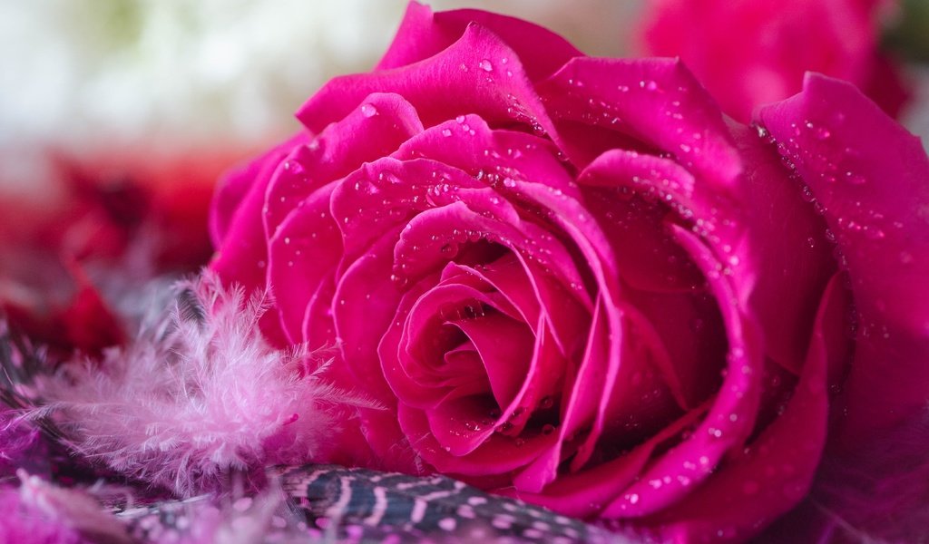 Обои цветок, капли, роза, лепестки, бутон, пух, пушинка, flower, drops, rose, petals, bud, fluff разрешение 4681x3079 Загрузить