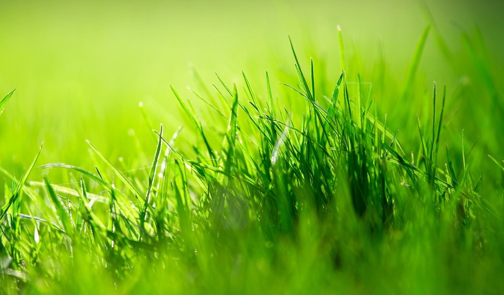 Обои трава, природа, зелень, размытость, grass, nature, greens, blur разрешение 3840x2400 Загрузить