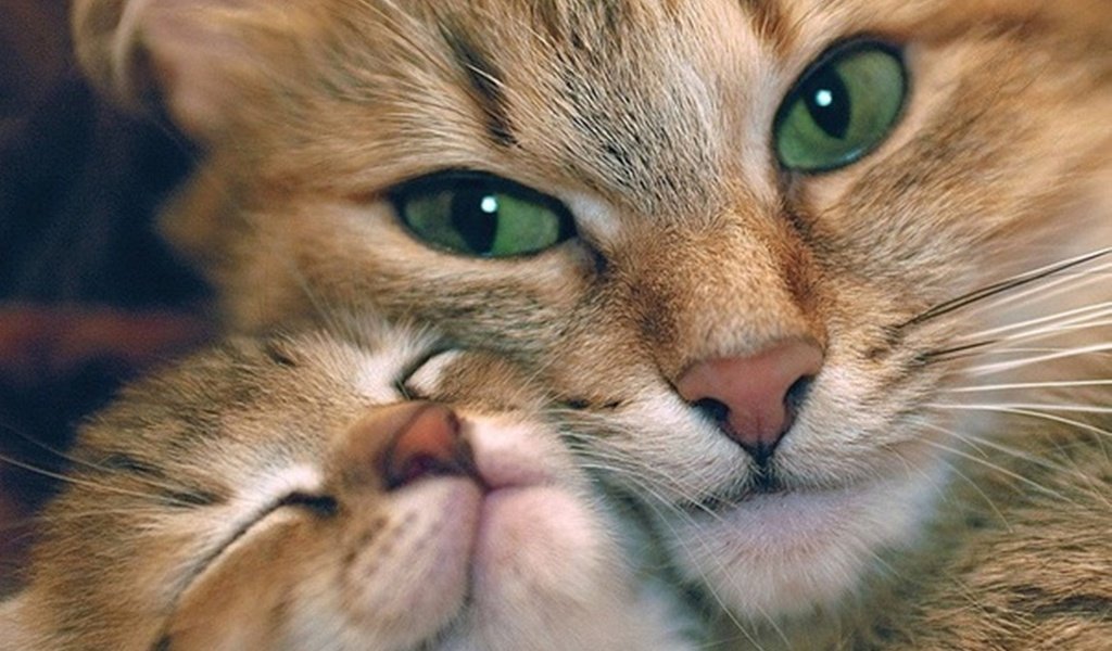 Обои кот, мордочка, кошка, взгляд, котенок, любовь, забота, зеленые глаза, cat, muzzle, look, kitty, love, care, green eyes разрешение 2560x1600 Загрузить