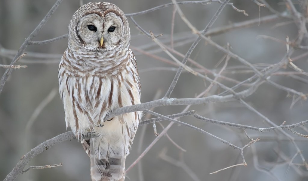 Обои сова, ветки, птица, клюв, перья, неясыть, owl, branches, bird, beak, feathers разрешение 1920x1080 Загрузить