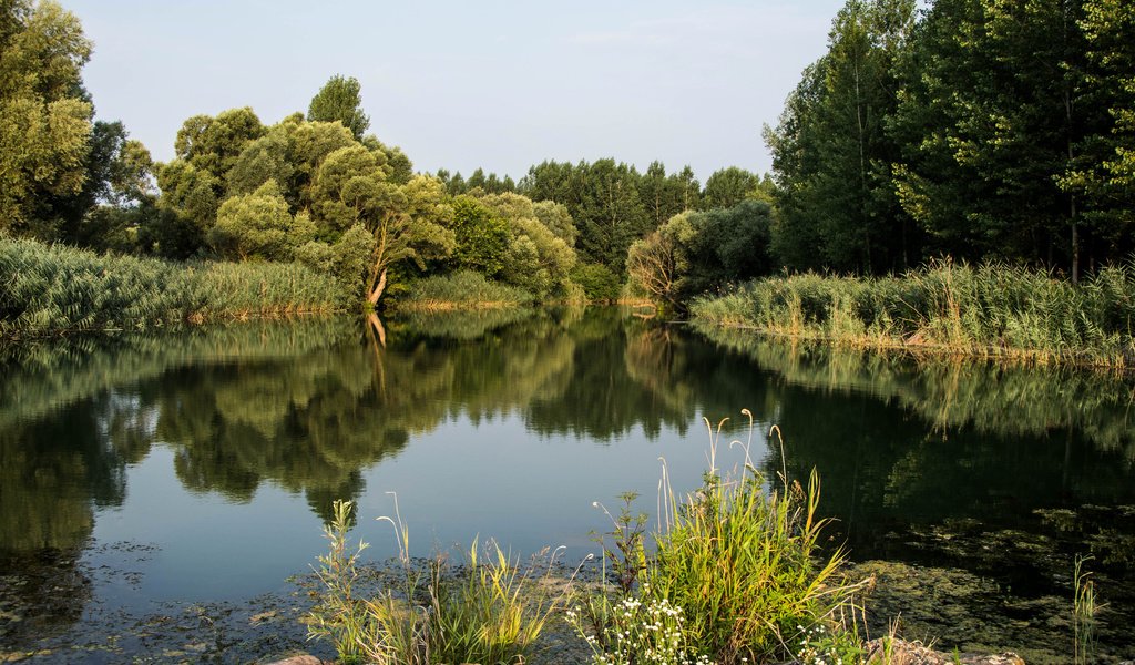 Обои деревья, река, природа, растения, лес, пейзаж, дунай, trees, river, nature, plants, forest, landscape, the danube разрешение 3840x2400 Загрузить