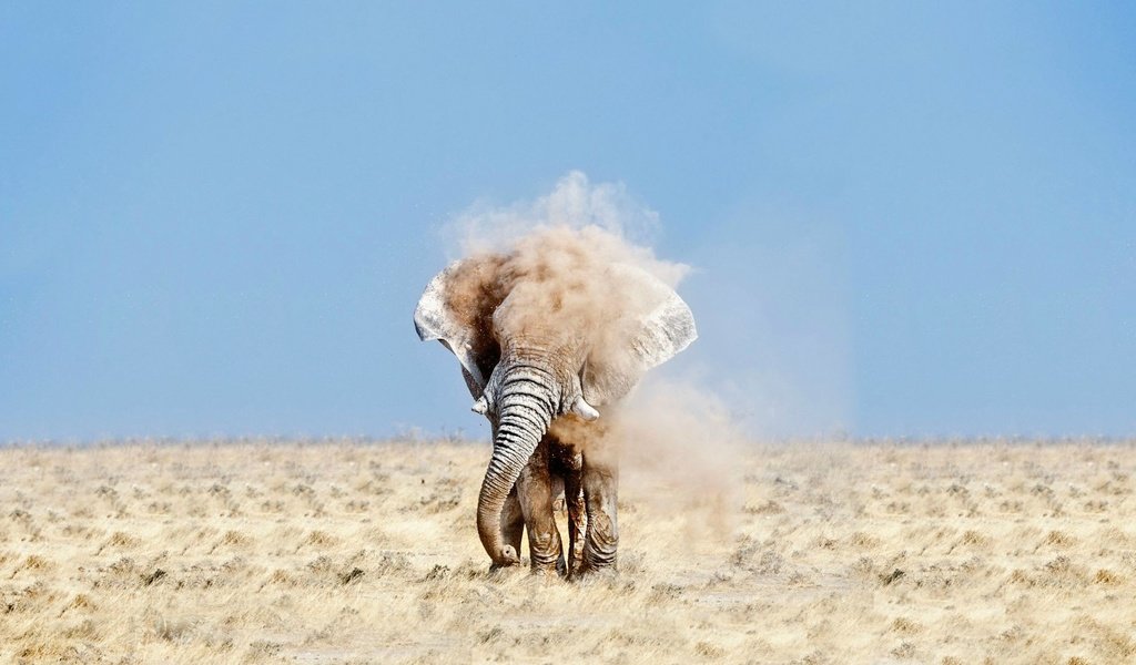 Обои небо, песок, слон, пыль, уши, бивни, the sky, sand, elephant, dust, ears, tusks разрешение 1920x1080 Загрузить