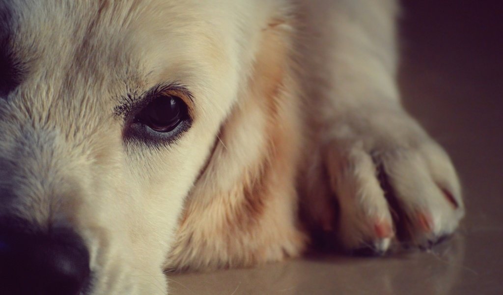 Обои глаза, морда, собака, нос, золотистый ретривер, крупным планом, eyes, face, dog, nose, golden retriever, closeup разрешение 2560x1600 Загрузить