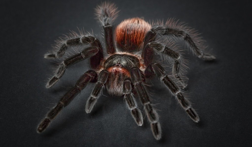 Обои черный фон, паук, крупным планом, членистоногие, тарантул, black background, spider, closeup, arthropods, tarantula разрешение 3543x2362 Загрузить