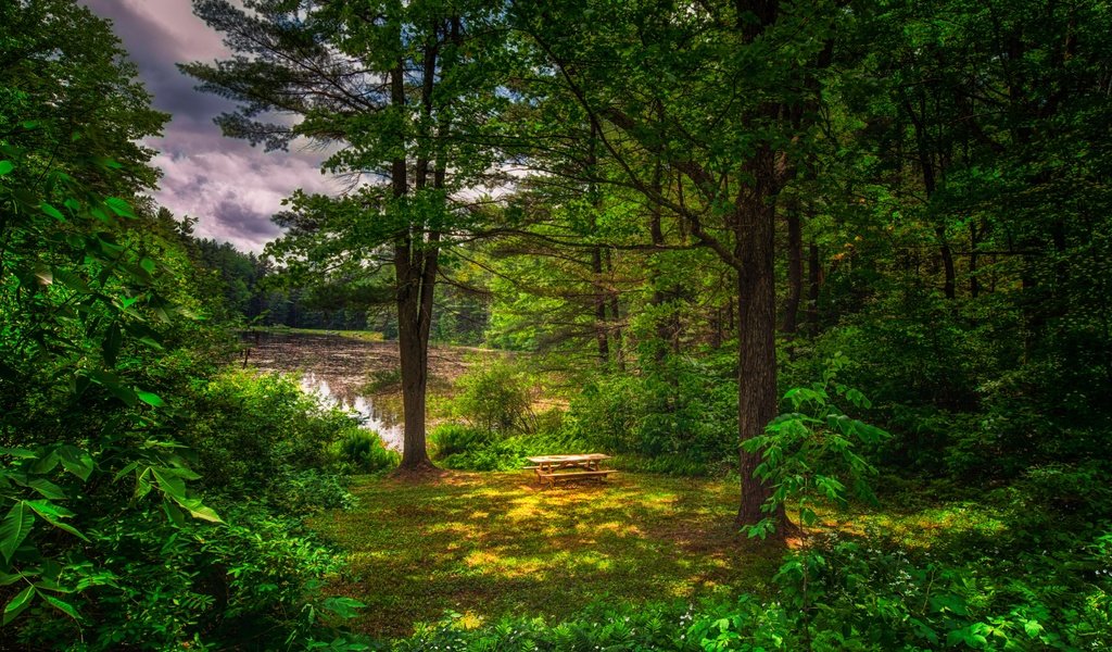 Обои трава, столик, деревья, природа, лес, пейзаж, лето, пруд, лавочки, grass, table, trees, nature, forest, landscape, summer, pond, benches разрешение 5200x3460 Загрузить