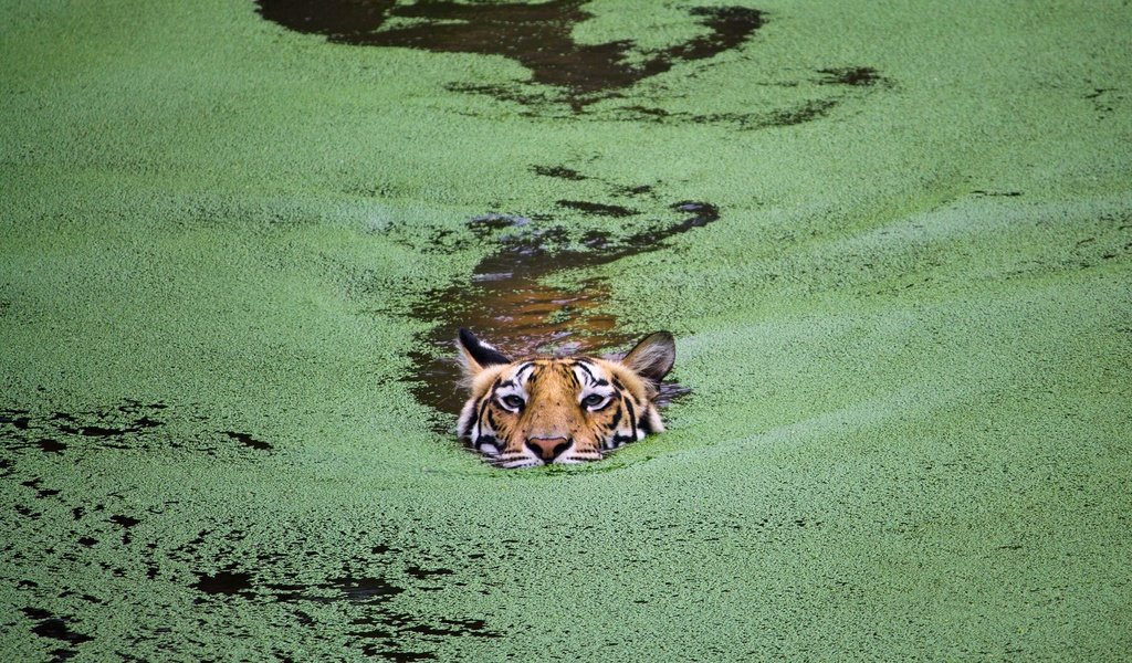 Обои тигр, морда, взгляд, хищник, водоросли, плывет, дикая кошк, tiger, face, look, predator, algae, floats разрешение 1920x1200 Загрузить