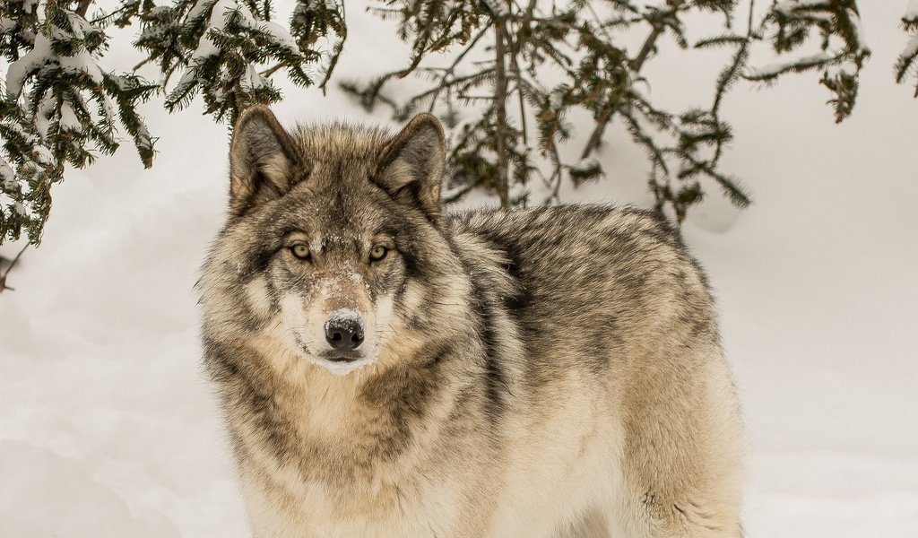 Обои зима, взгляд, хищник, волк, winter, look, predator, wolf разрешение 2048x1152 Загрузить