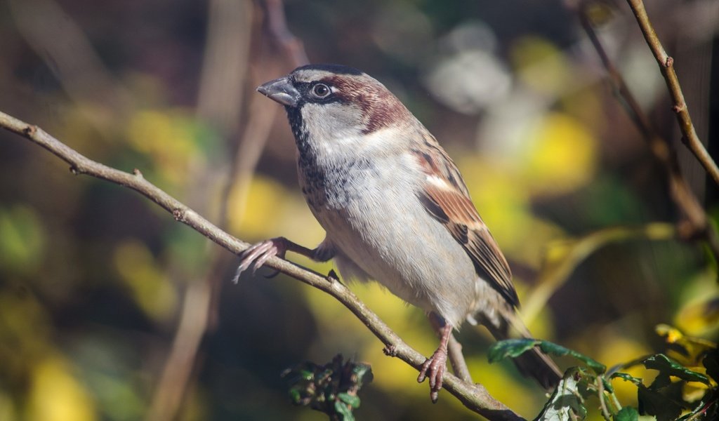 Обои ветка, птица, клюв, воробей, перья, животное, branch, bird, beak, sparrow, feathers, animal разрешение 2880x1755 Загрузить