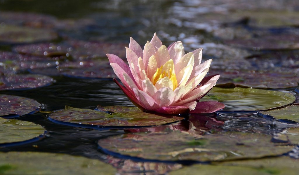 Обои макро, цветок, лепестки, кувшинка, водяная лилия, macro, flower, petals, lily, water lily разрешение 1920x1280 Загрузить