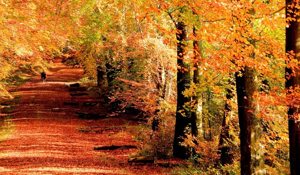 Обои деревья, девушка, стволы, листва, осень, аллея, trees, girl, trunks, foliage, autumn, alley разрешение 5419x3613 Загрузить