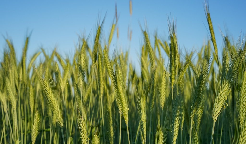 Обои природа, поле, колосья, пшеница, nature, field, ears, wheat разрешение 7360x4912 Загрузить