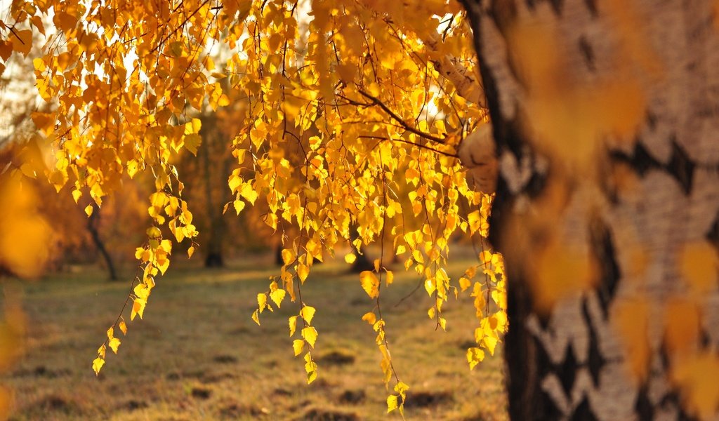 Обои дерево, листья, ветки, осень, береза, солнечный свет, tree, leaves, branches, autumn, birch, sunlight разрешение 4288x2848 Загрузить