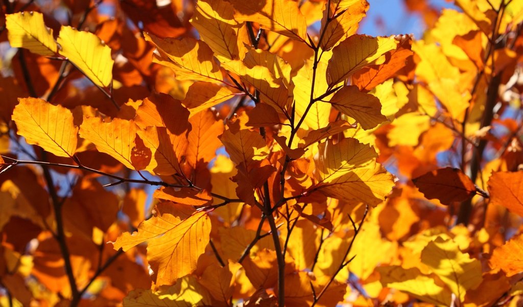 Обои листья, ветки, листва, осень, крупный план, leaves, branches, foliage, autumn, close-up разрешение 4752x3168 Загрузить