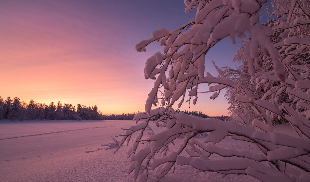 Обои небо, снег, закат, зима, ветки, the sky, snow, sunset, winter, branches разрешение 2560x1600 Загрузить