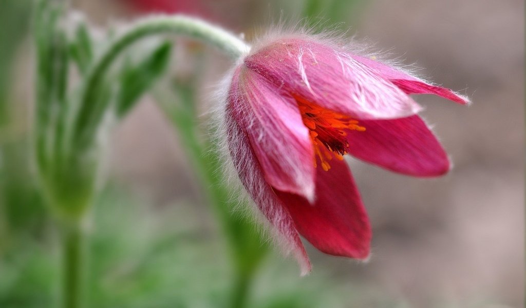 Обои макро, цветок, боке, сон-трава, прострел, macro, flower, bokeh, sleep-grass, cross разрешение 2048x1332 Загрузить