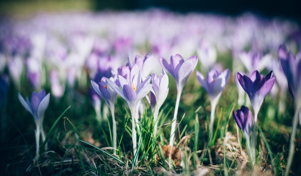 Обои цветы, трава, природа, лепестки, весна, крокусы, flowers, grass, nature, petals, spring, crocuses разрешение 4368x2912 Загрузить