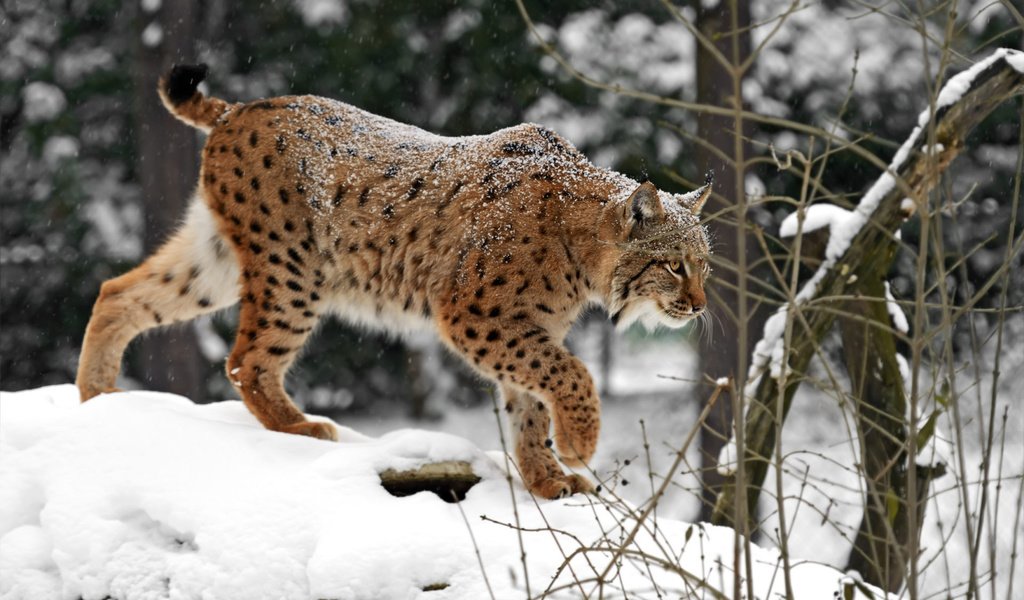 Обои снег, зима, рысь, хищник, дикая кошка, snow, winter, lynx, predator, wild cat разрешение 1920x1200 Загрузить