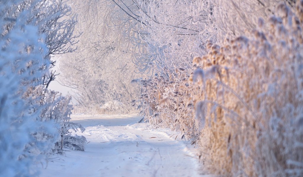 Обои дорога, деревья, снег, растения, зима, ветки, jordache, road, trees, snow, plants, winter, branches разрешение 1920x1200 Загрузить