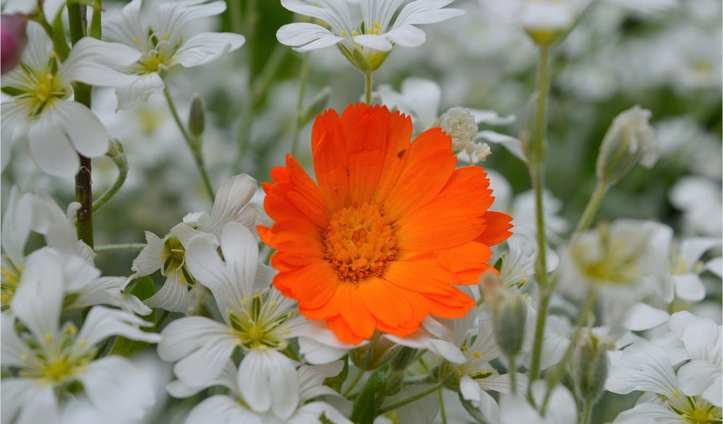 Обои цветы, лепестки, календула, ясколка, flowers, petals, calendula, cerastium разрешение 3004x1887 Загрузить