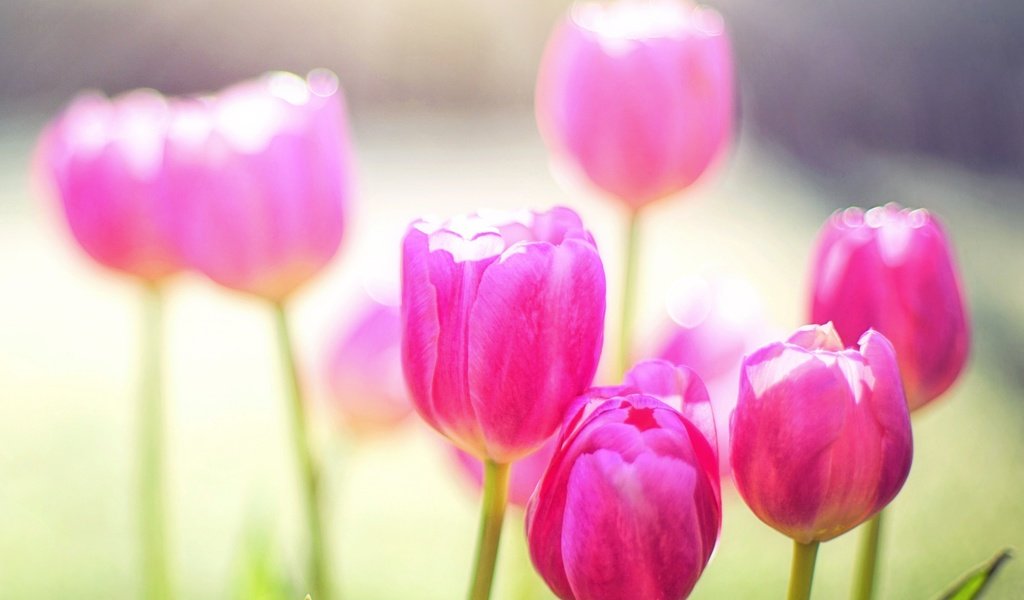 Обои цветы, лепестки, весна, тюльпаны, розовые, тюльпан, flowers, petals, spring, tulips, pink, tulip разрешение 2484x1553 Загрузить