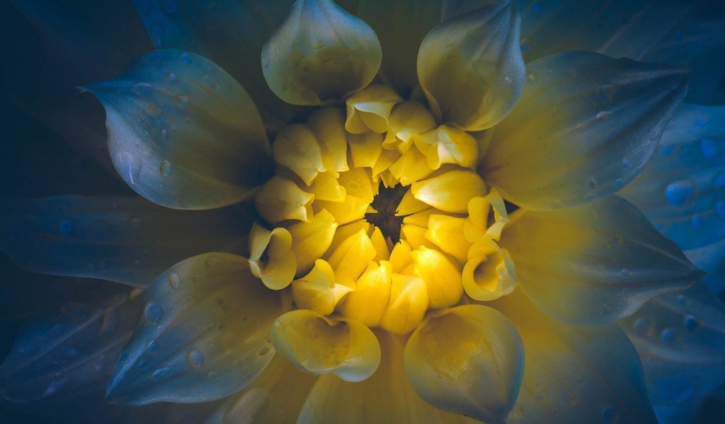 Обои макро, цветок, капли, лепестки, георгин, macro, flower, drops, petals, dahlia разрешение 2048x1152 Загрузить