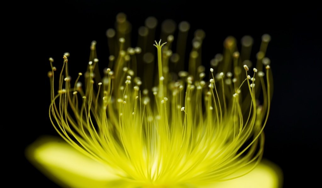 Обои желтый, макро, фон, цветок, черный фон, yellow, macro, background, flower, black background разрешение 1920x1279 Загрузить