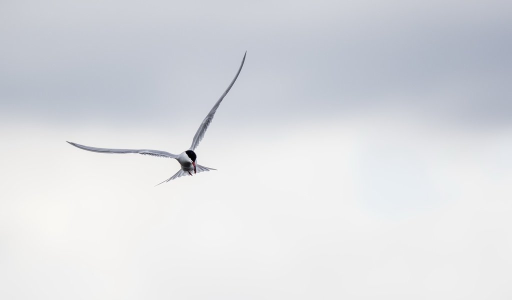 Обои полет, крылья, птица, клюв, перья, крачка, flight, wings, bird, beak, feathers, tern разрешение 2683x1440 Загрузить