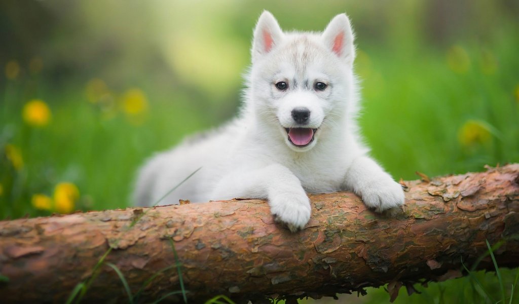 Обои трава, дерево, зелень, щенок, хаски, язык, бревно, лужайка, grass, tree, greens, puppy, husky, language, log, lawn разрешение 2048x1152 Загрузить