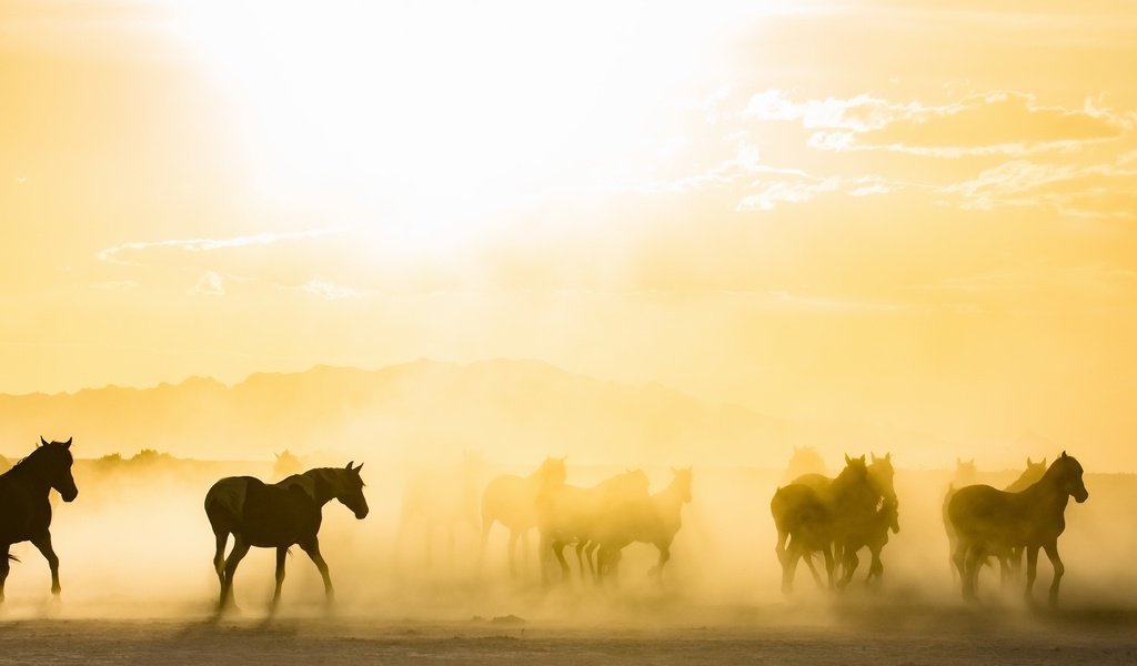 Обои утро, туман, лошади, кони, табун, солнечный свет, morning, fog, horse, horses, the herd, sunlight разрешение 2843x1440 Загрузить