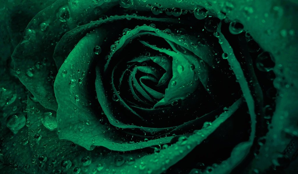 Обои вода, цветок, роса, капли, роза, лепестки, бутон, water, flower, rosa, drops, rose, petals, bud разрешение 2048x1333 Загрузить