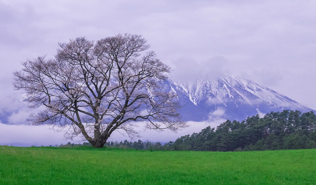 Обои природа, дерево, пейзаж, гора, луг, весна, снежные вершины, nature, tree, landscape, mountain, meadow, spring, snowy peaks разрешение 1920x1080 Загрузить