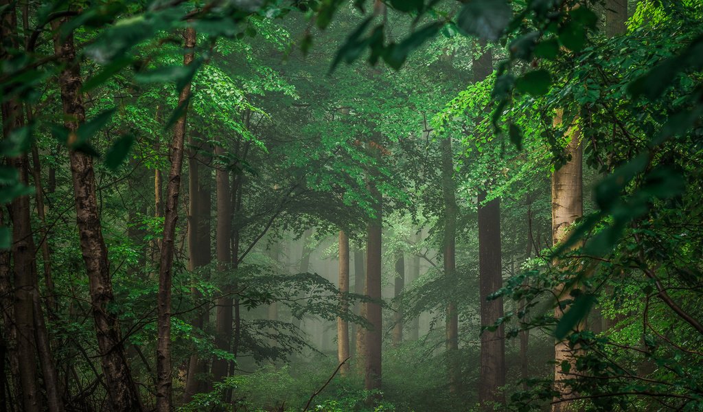 Обои деревья, природа, лес, тайга, германия, айфель, trees, nature, forest, taiga, germany разрешение 2880x1800 Загрузить