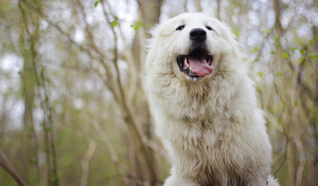 Обои морда, собака, язык, мареммо-абруццкая овчарка, face, dog, language, maremma-abruzzi shepherd разрешение 3840x2400 Загрузить