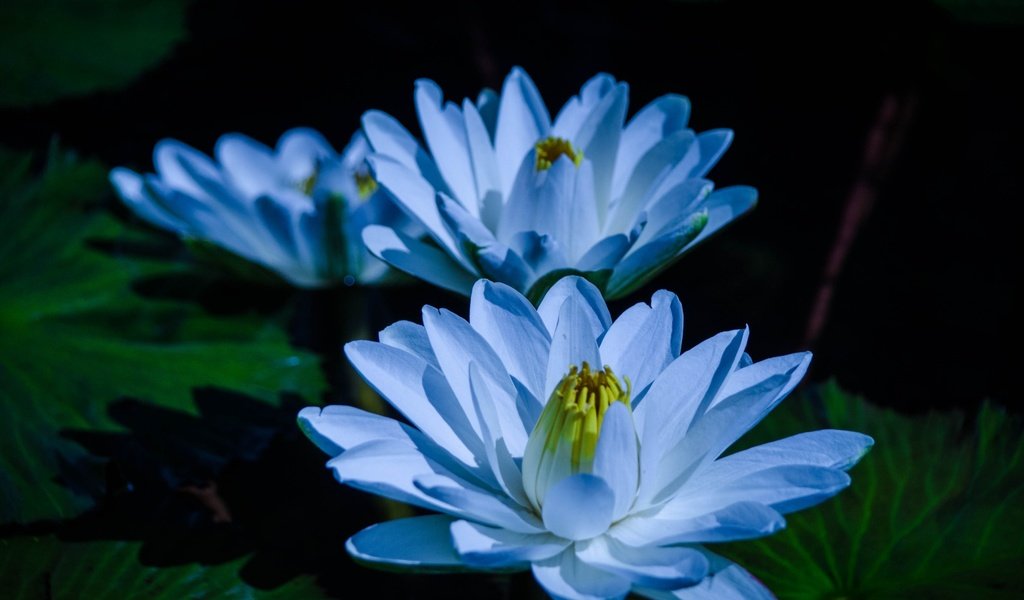 Обои цветы, листья, пруд, голубые, кувшинка, кувшинки, водяная лилия, flowers, leaves, pond, blue, lily, water lilies, water lily разрешение 3840x2160 Загрузить