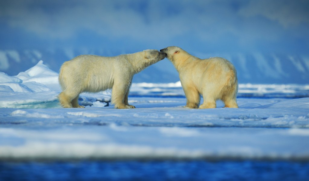 Обои снег, зима, животные, пара, медведи, белый медведь, snow, winter, animals, pair, bears, polar bear разрешение 6000x4000 Загрузить