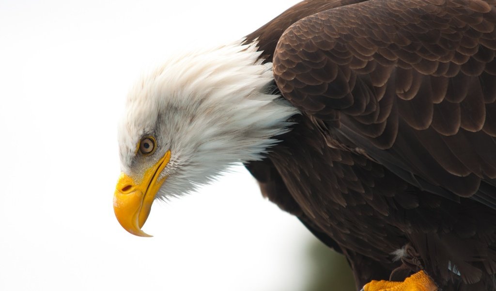 Обои животные, орел, птица, клюв, белоголовый орлан, animals, eagle, bird, beak, bald eagle разрешение 2048x1360 Загрузить