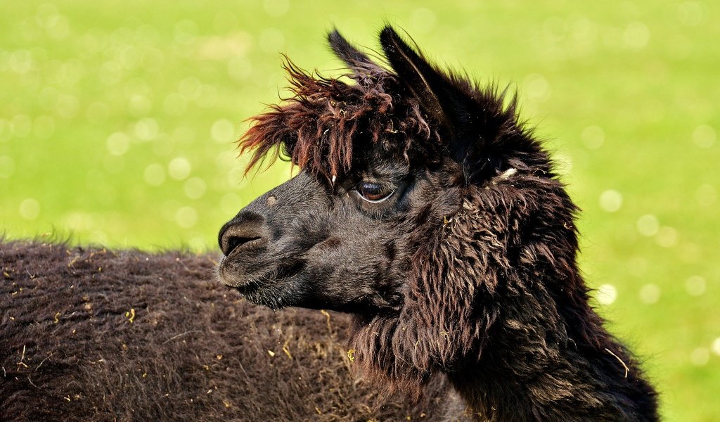 Обои профиль, животное, черная, голова, лама, альпака, profile, animal, black, head, lama, alpaca разрешение 1920x1197 Загрузить