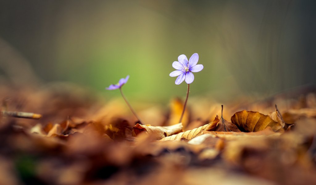 Обои цветы, листья, весна, боке, flowers, leaves, spring, bokeh разрешение 1920x1080 Загрузить