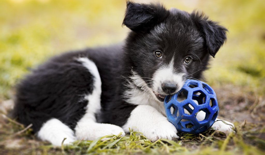 Обои собака, щенок, мяч, бордер-колли, dog, puppy, the ball, the border collie разрешение 1920x1200 Загрузить