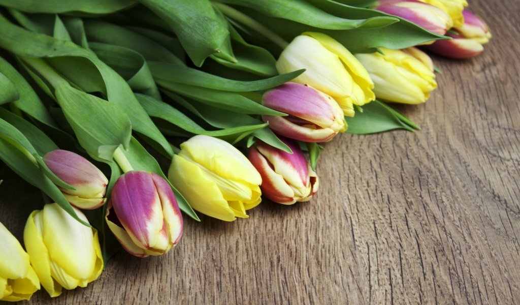 Обои цветы, бутоны, тюльпаны, flowers, buds, tulips разрешение 2880x1800 Загрузить