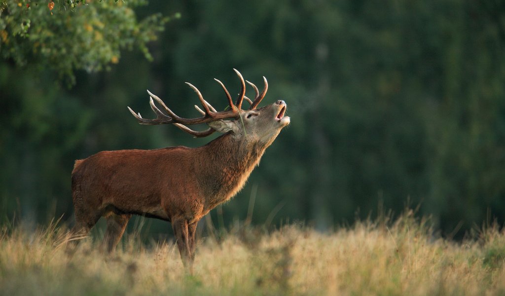 Обои природа, олень, фон, рога, благородный олень, марал, nature, deer, background, horns, red deer, maral разрешение 1920x1200 Загрузить