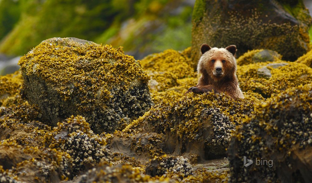 Обои медведь, гризли, bing, bear, grizzly разрешение 1920x1200 Загрузить